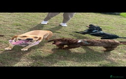 Mixed Breed dogs for sale: Gorgeous Labrador X Cockerpoo puppies in Bromley - Image 14