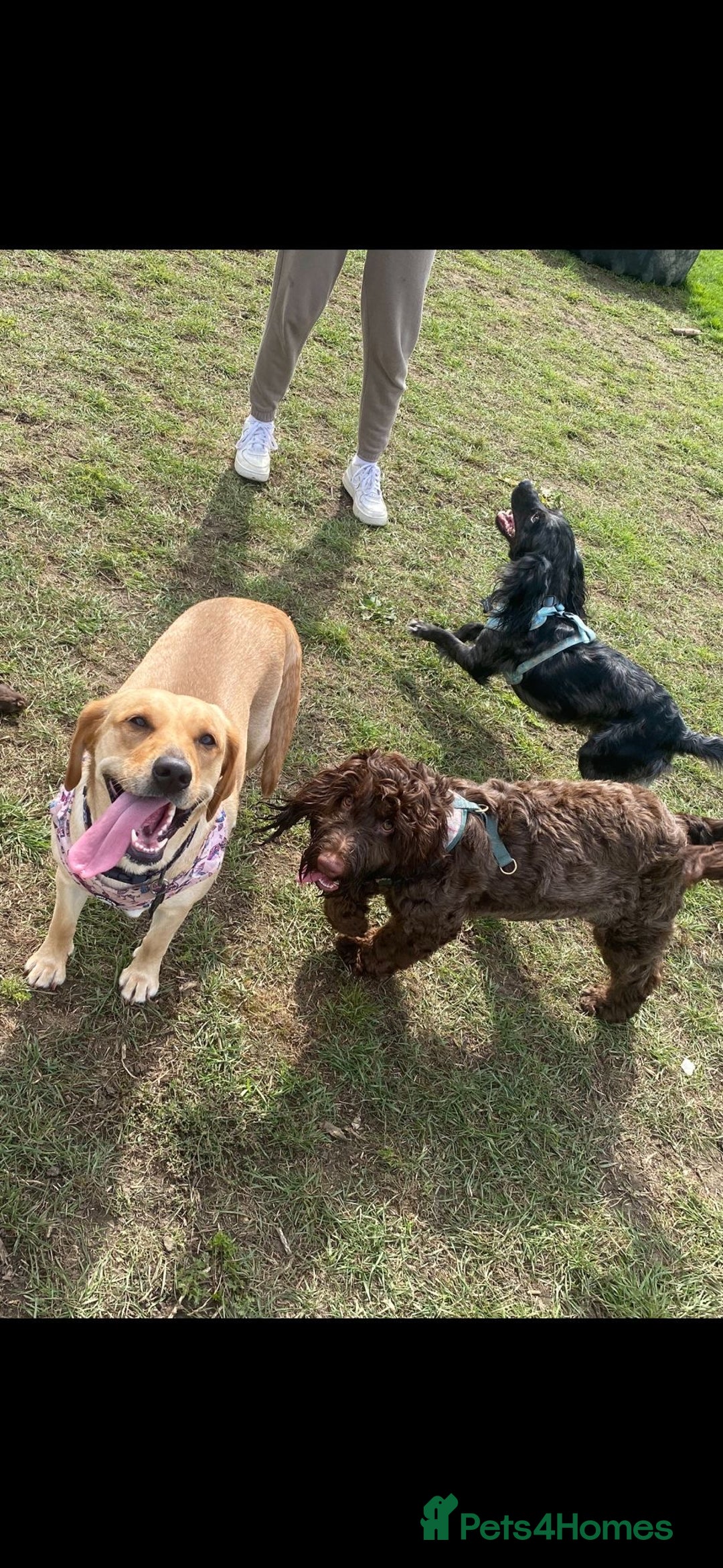 Mixed Breed dogs for sale: Gorgeous Labrador X Cockerpoo puppies in Bromley - Image 14
