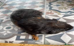 Guinea Pig rodents for sale: 2 Baby Guinea Pigs Looking For Homes in Wigan - Image 7