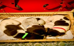 German Shorthaired Pointer dogs for sale: ⭐ 6 adorable German shorthaired pointer puppies ⭐️ - Advert 3