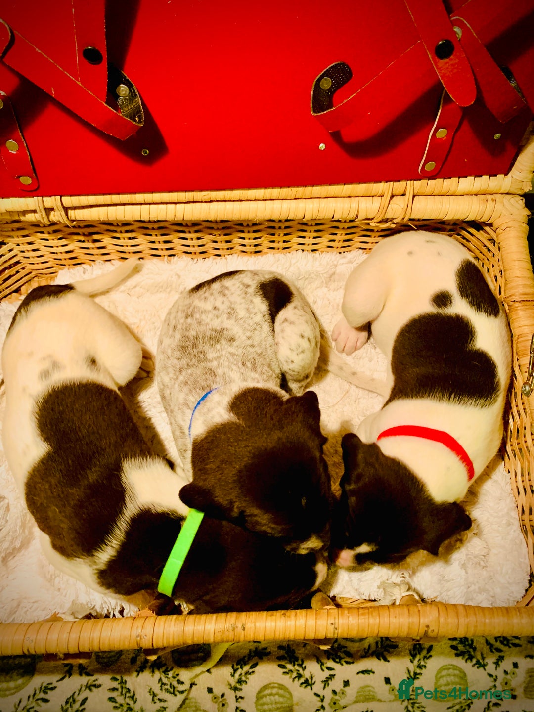 German Shorthaired Pointer dogs for sale: ⭐ 6 adorable German shorthaired pointer puppies ⭐️ - Advert 3