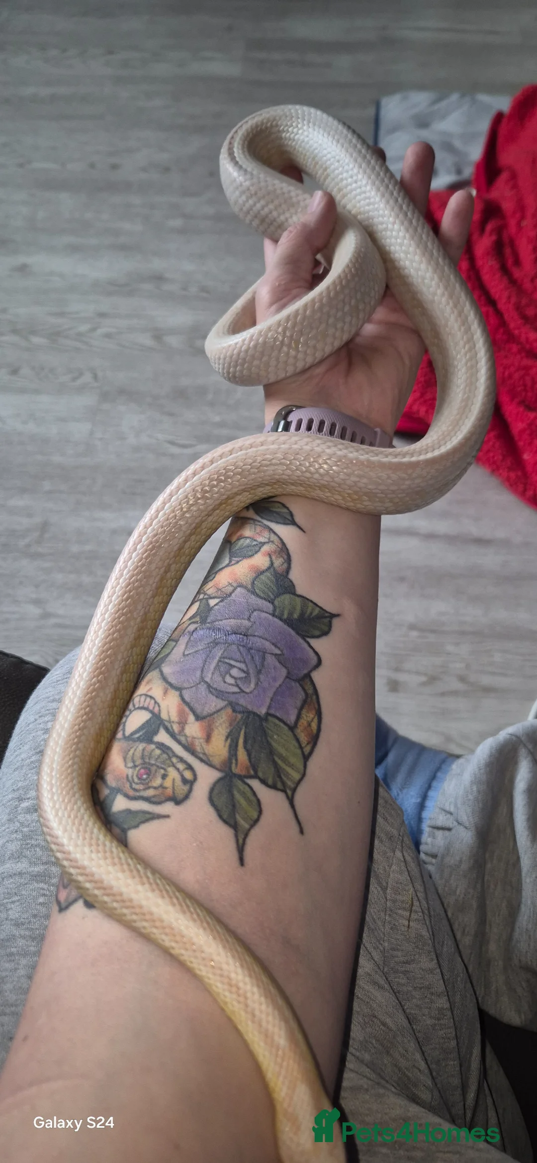 Corn Snake reptiles for sale: 2.5yr old male snow tessera corn snake  - Advert 5