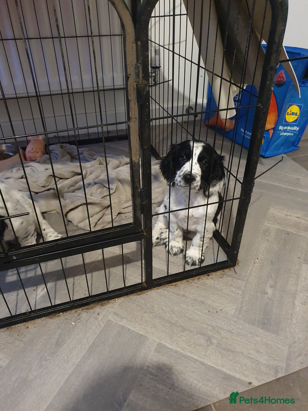 Cocker Spaniel dogs for sale: Blue roan cocker spaniel puppies. - Image 3