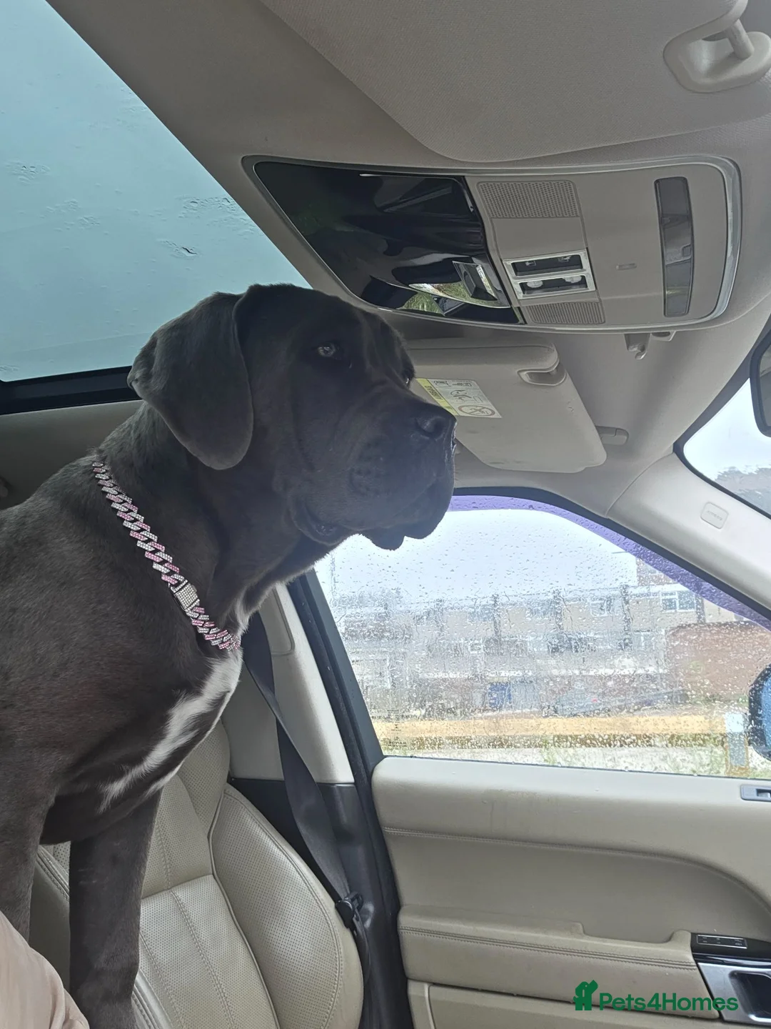 Cane Corso dogs for sale: 4 month old female cane corso  in Manchester - Advert 2