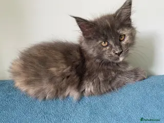 Maine Coon cats TICA - Only 1 stunning Maine coon girl left - Advert 5