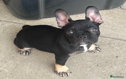 French Bulldog dogs for sale: Beautiful tiny girl Frenchie  - Image 5