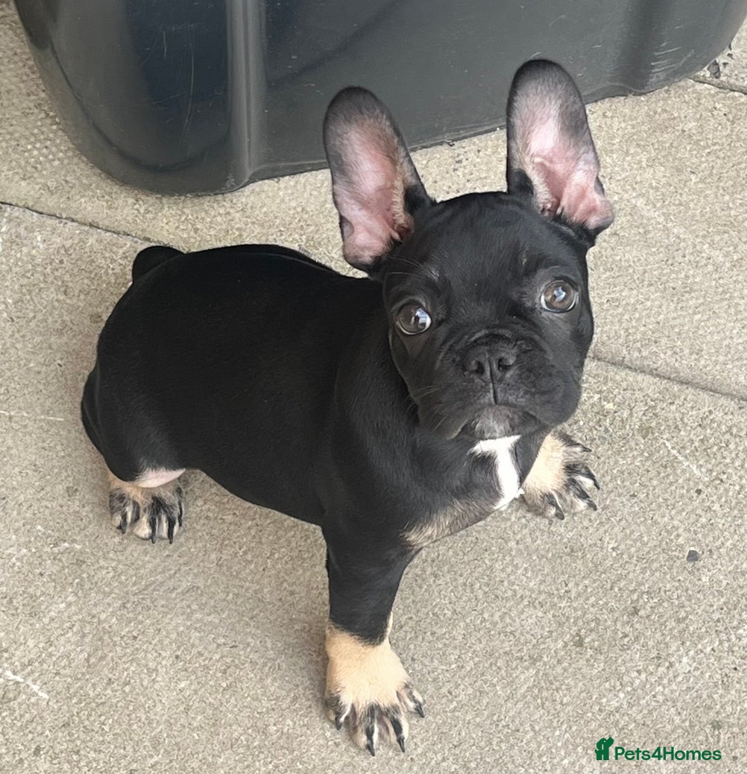 French Bulldog dogs for sale: Beautiful tiny girl Frenchie  - Image 5