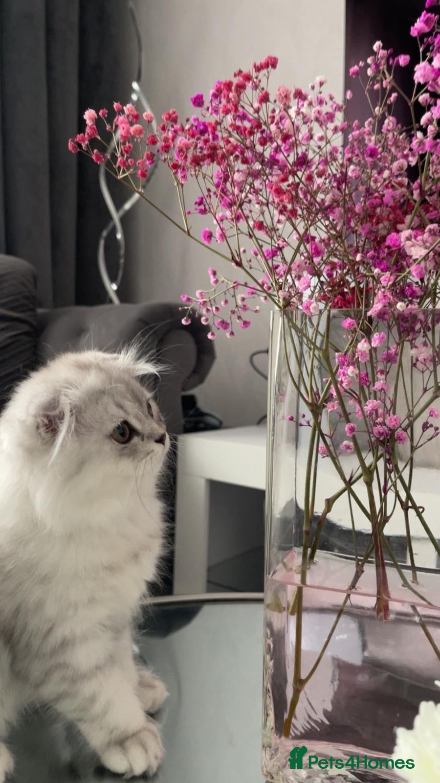 Scottish Fold cats Lovely Long Hair Scotich Fold Boy - Advert 12