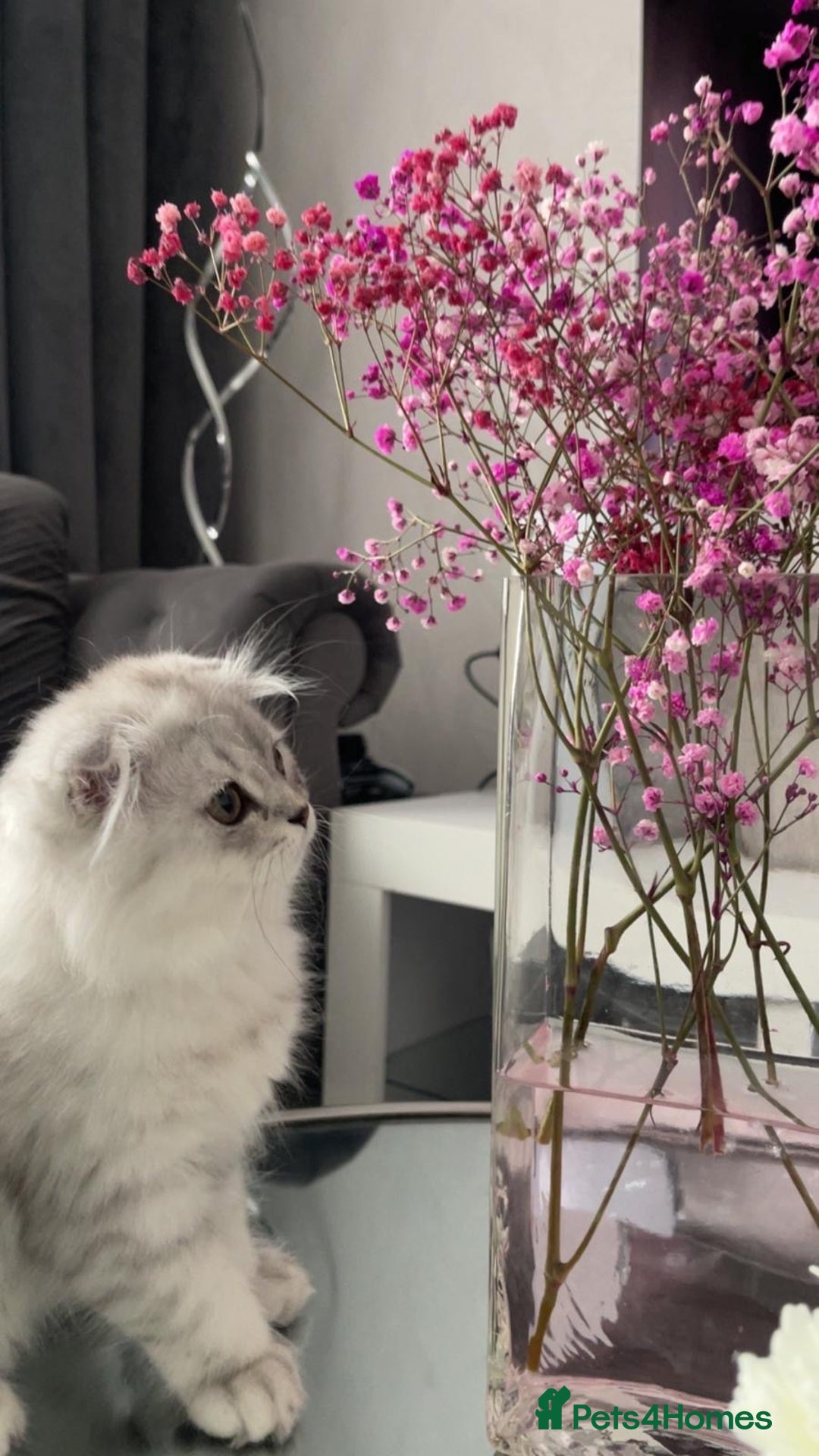 Scottish Fold cats for sale: Lovely Long Hair Scotich Fold Boy - Advert 1