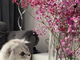 Scottish Fold cats Lovely Long Hair Scotich Fold Boy - Advert 13