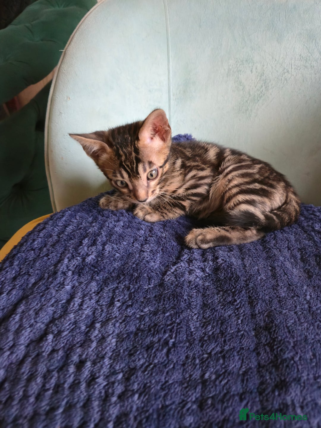 Bengal cats for sale: Bengal kittens for sale £350 - Image 6