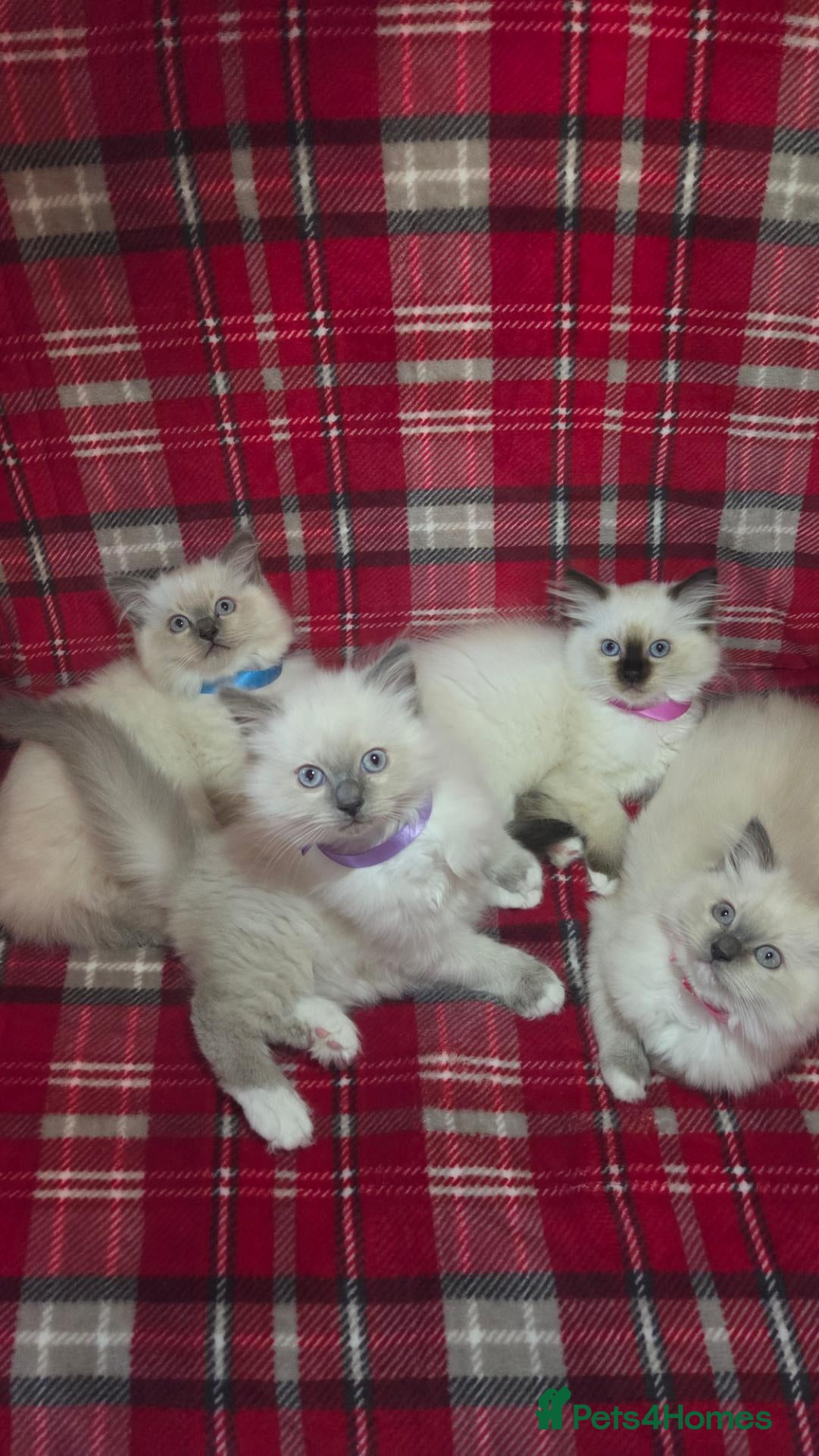 Persian cats 4 Persian x Ragdoll kittens - Advert 2