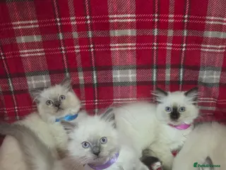 Persian cats 4 Persian x Ragdoll kittens - Advert 2