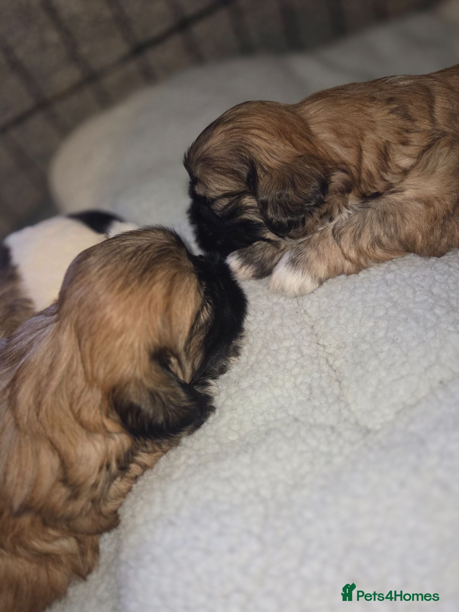 Shih Tzu dogs Loved Imperial Shih Tzu Puppies - Advert 1