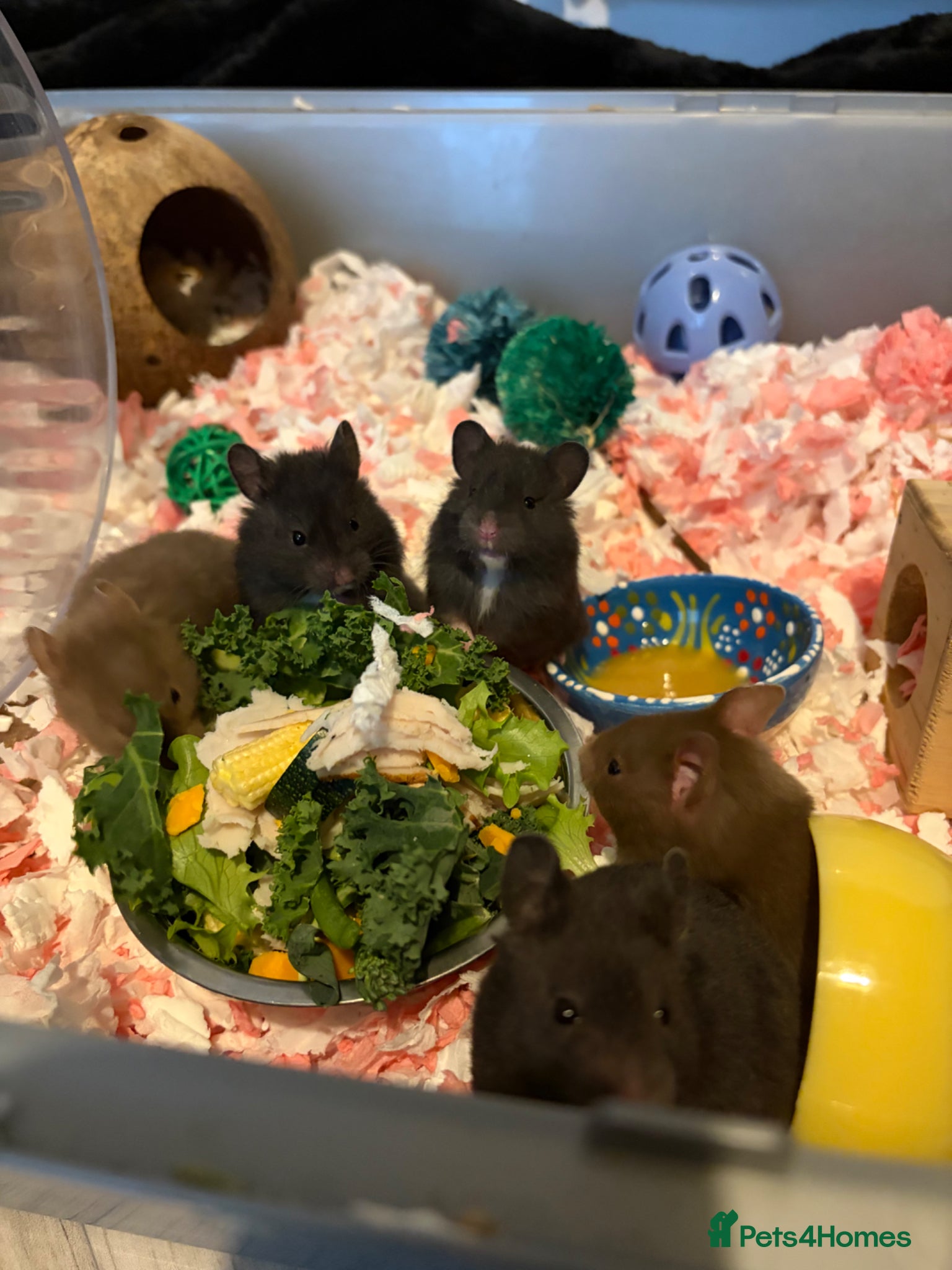 Hamster rodents Syrian Hamster Pups ALL RESERVED NOW - Advert 9