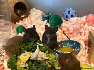 Hamster rodents Syrian Hamster Pups ALL RESERVED NOW - Advert 14