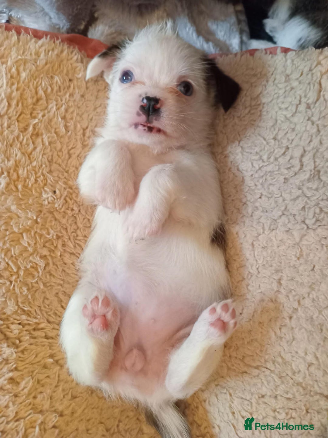 Mixed Breed dogs for sale: Jack Russell x Shih Tzu - Image 3