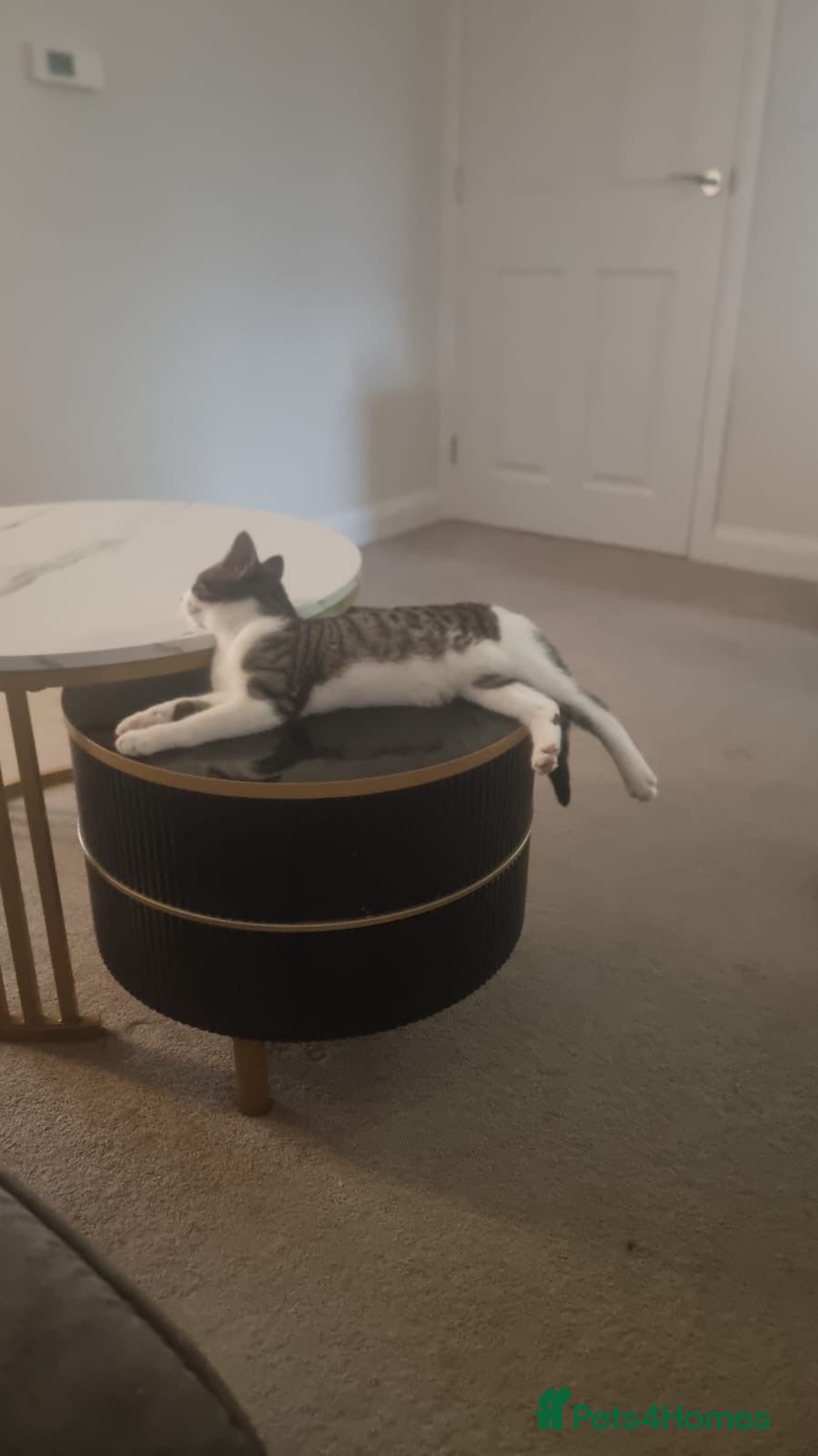 Mixed Breed cats Two Female Cats – Together or Separately - Advert 4