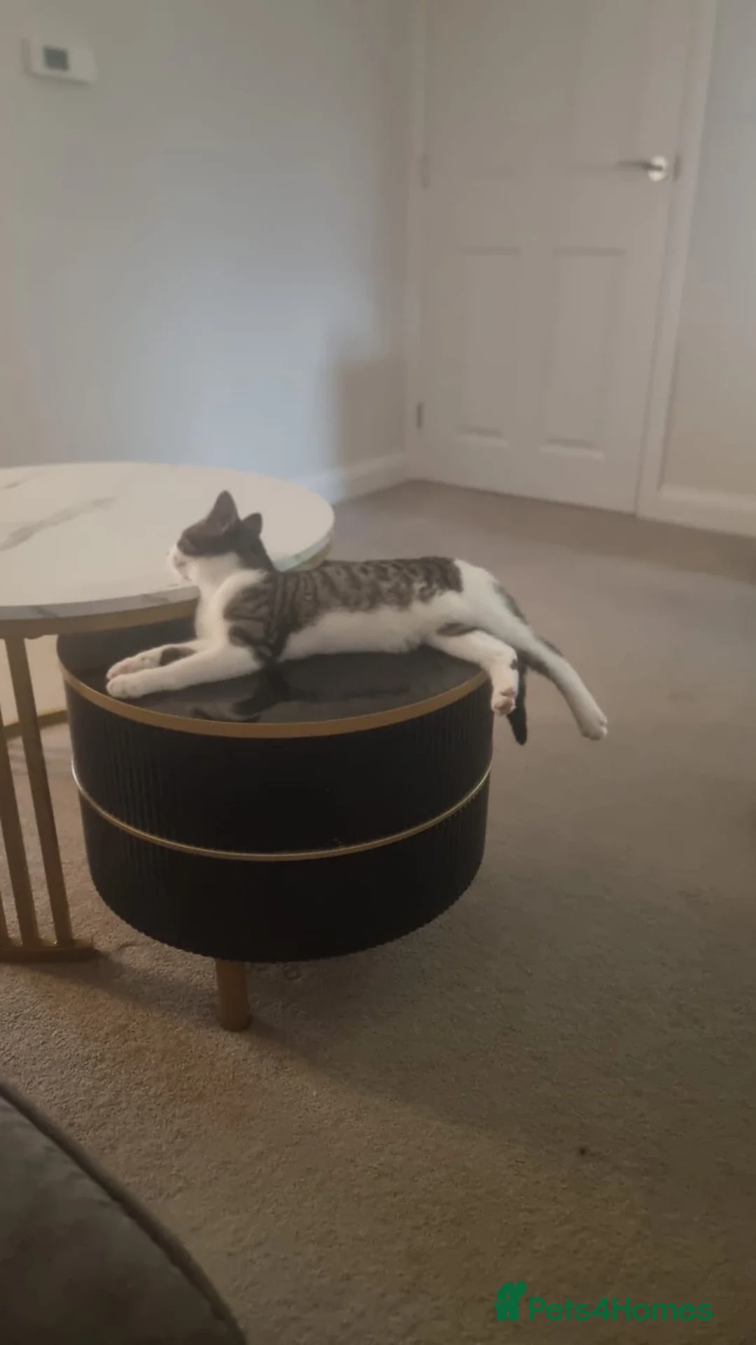 Mixed Breed cats for sale: Two Female Cats – Together or Separately in Wellingborough - Advert 1