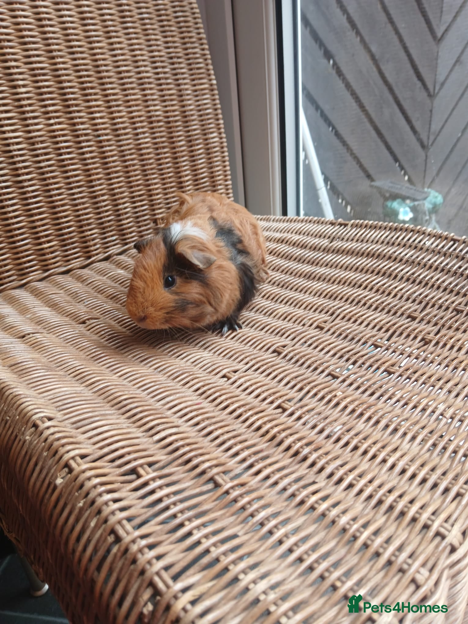 Guinea Pig rodents for sale: Guinea pigs for sale in York - Advert 2
