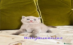 British Shorthair cats for sale: British Shorthair 5th Gen Pedigree kittens🐾 - Image 9