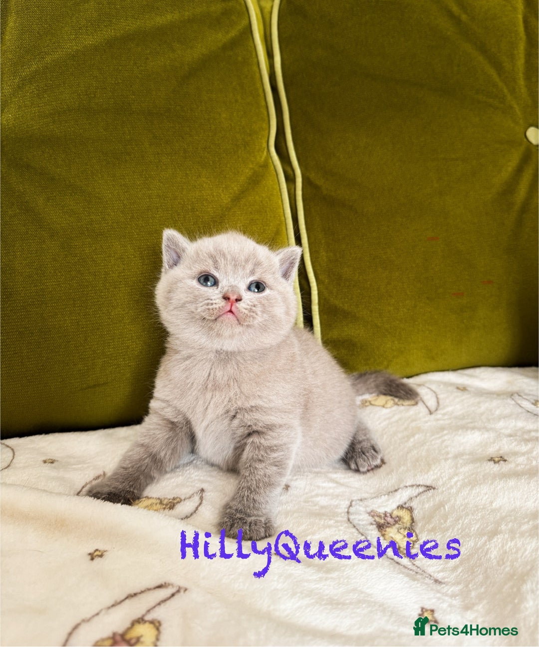 British Shorthair cats for sale: British Shorthair 5th Gen Pedigree kittens🐾 - Image 9