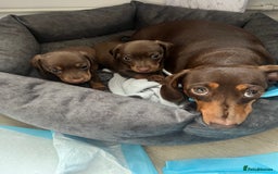 Miniature Dachshund dogs for sale: Mini dashounds for sale  - Image 6