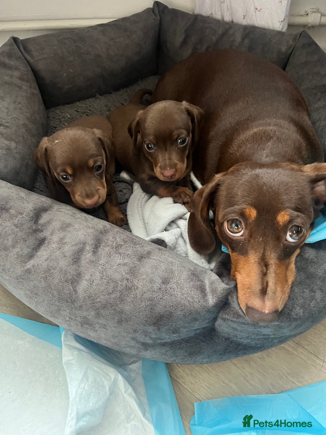 Miniature Dachshund dogs for sale: Mini dashounds for sale  - Image 6