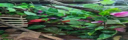 Gecko reptiles for sale: Crested gecko exo terra pro in Burton-on-Trent - Advert 9