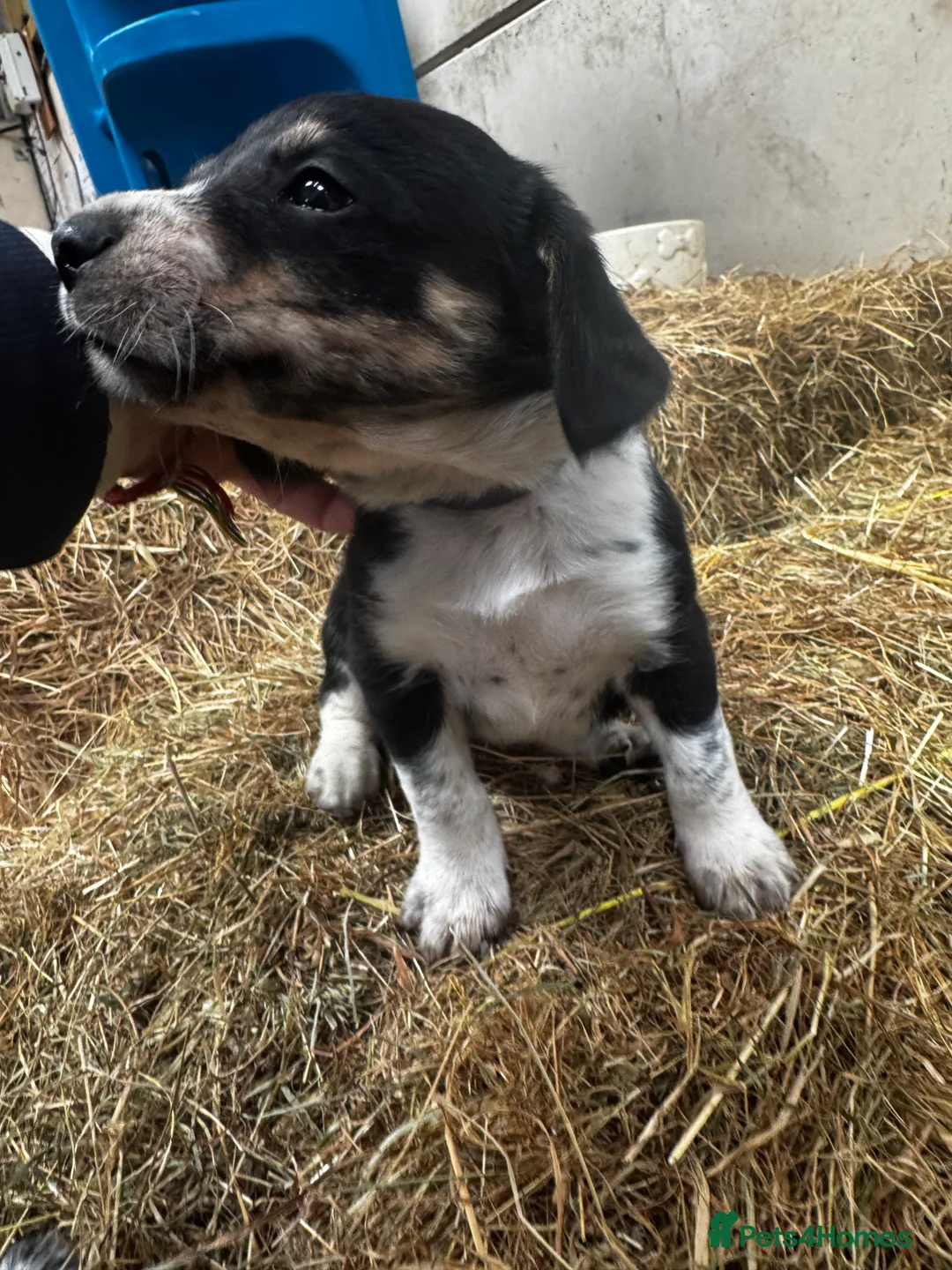 Sprollie dogs for sale: Beautiful Sprollie puppies - Advert 18