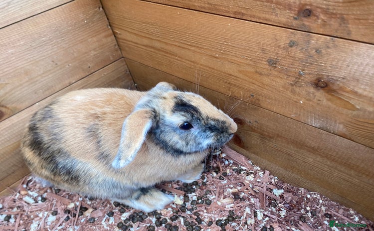Mini Lop rabbits - Advert 1