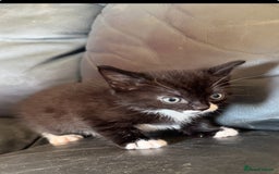 British Shorthair cats for sale: Male kitten for sale - Image 2