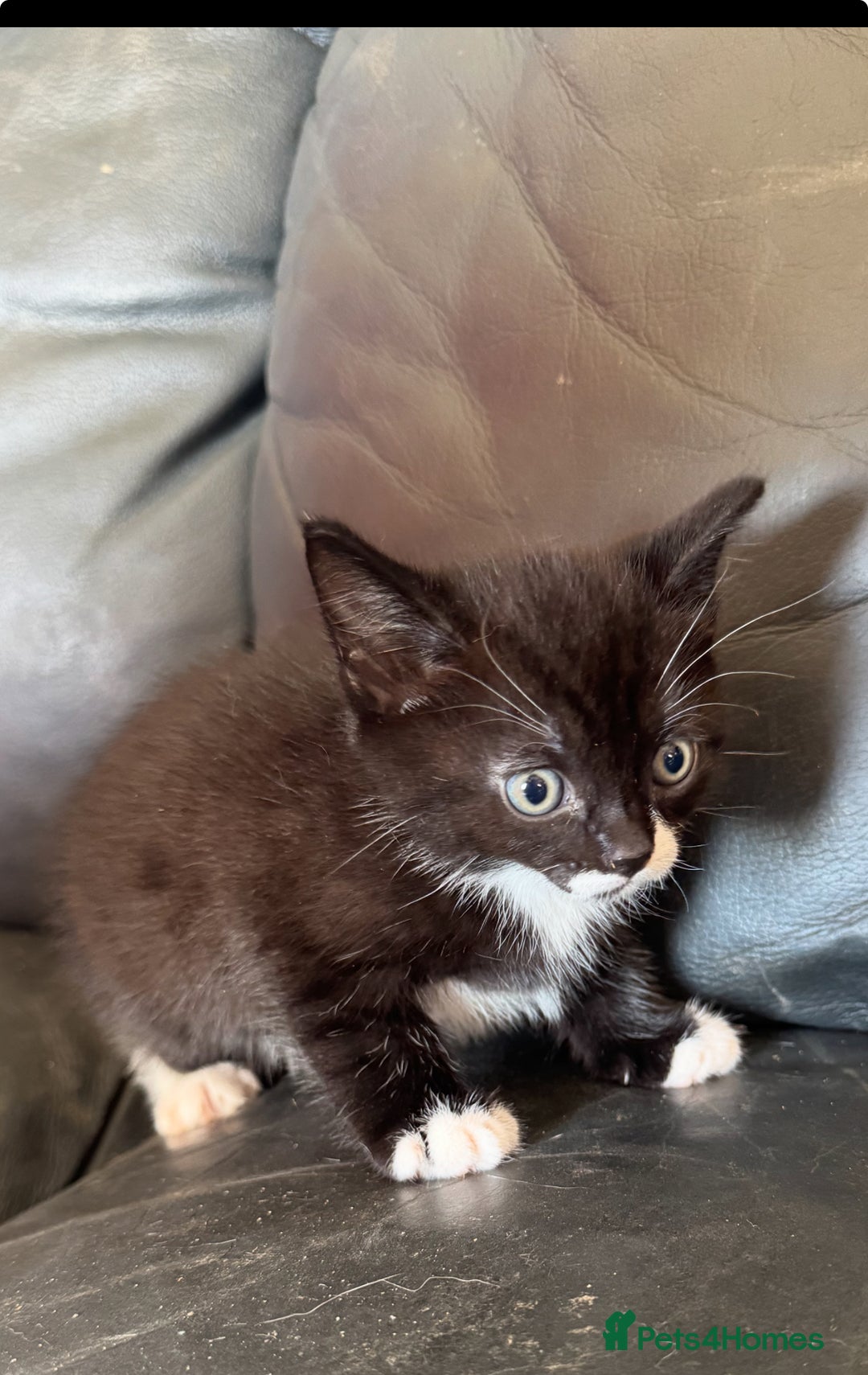 British Shorthair cats for sale: Male kitten for sale - Image 2