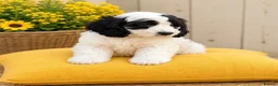 Cockapoo dogs for sale: F1 stunning cockapoos  - Advert 1