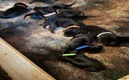 Dobermann dogs for sale: Quality litter of Dobermann puppies  - Advert 4