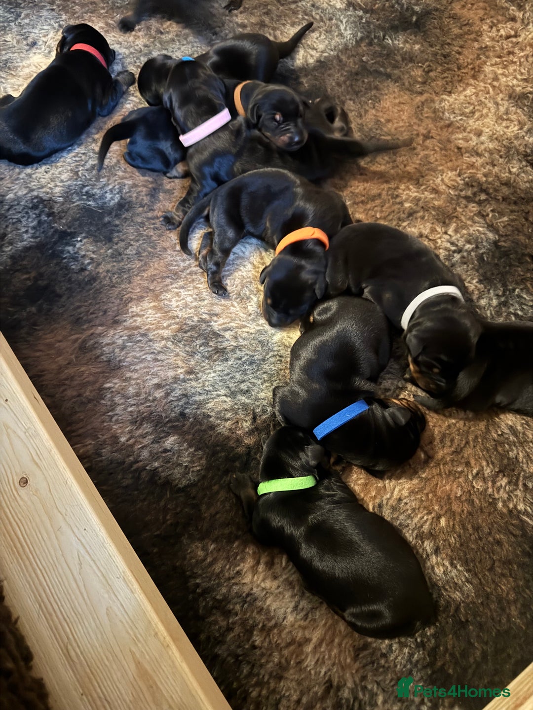 Dobermann dogs for sale: Quality litter of Dobermann puppies  - Advert 4