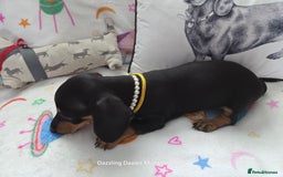 Miniature Dachshund dogs for sale: Shorthaired Minature Daschunds READY TO LEAVE NOW - Image 8