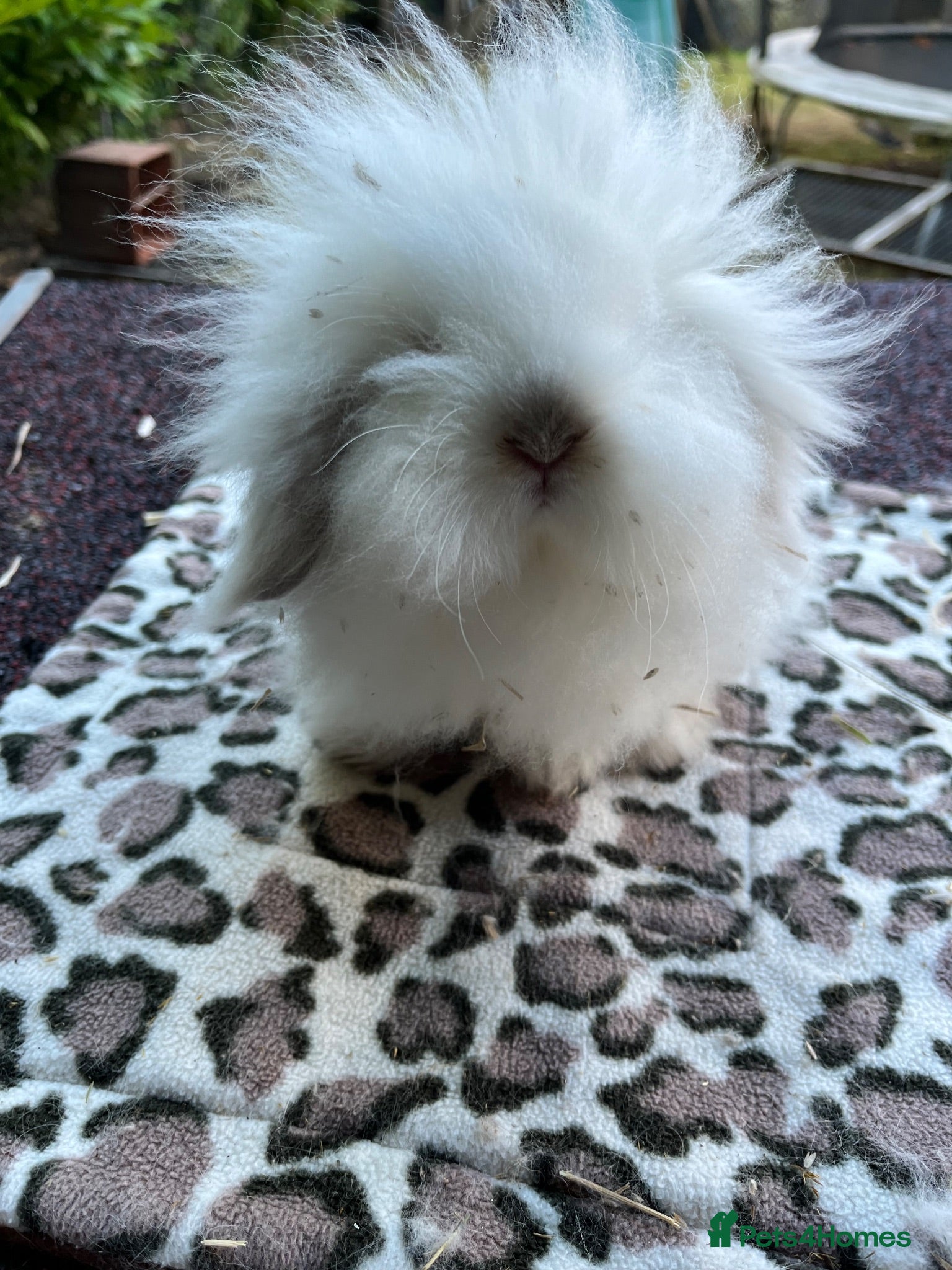 Mini Lion Lop rabbits * 1 girl left*  ready now - Advert 2
