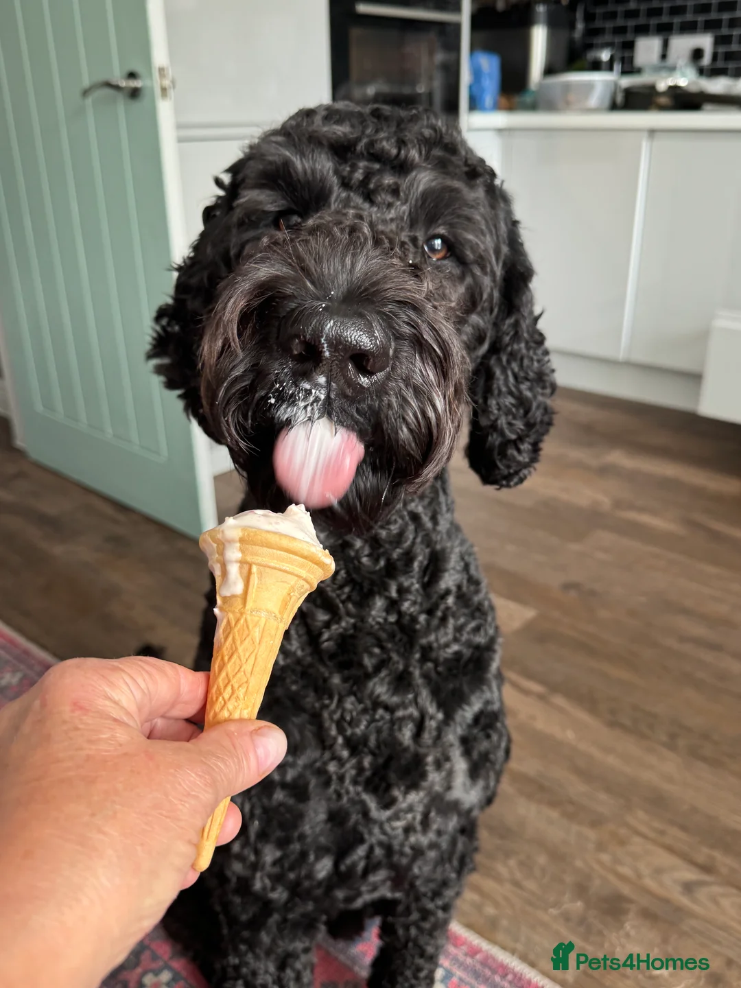 Labradoodle dogs for stud: Meet Leeroy, Our Handsome F3 Labradoodle! - Advert 5