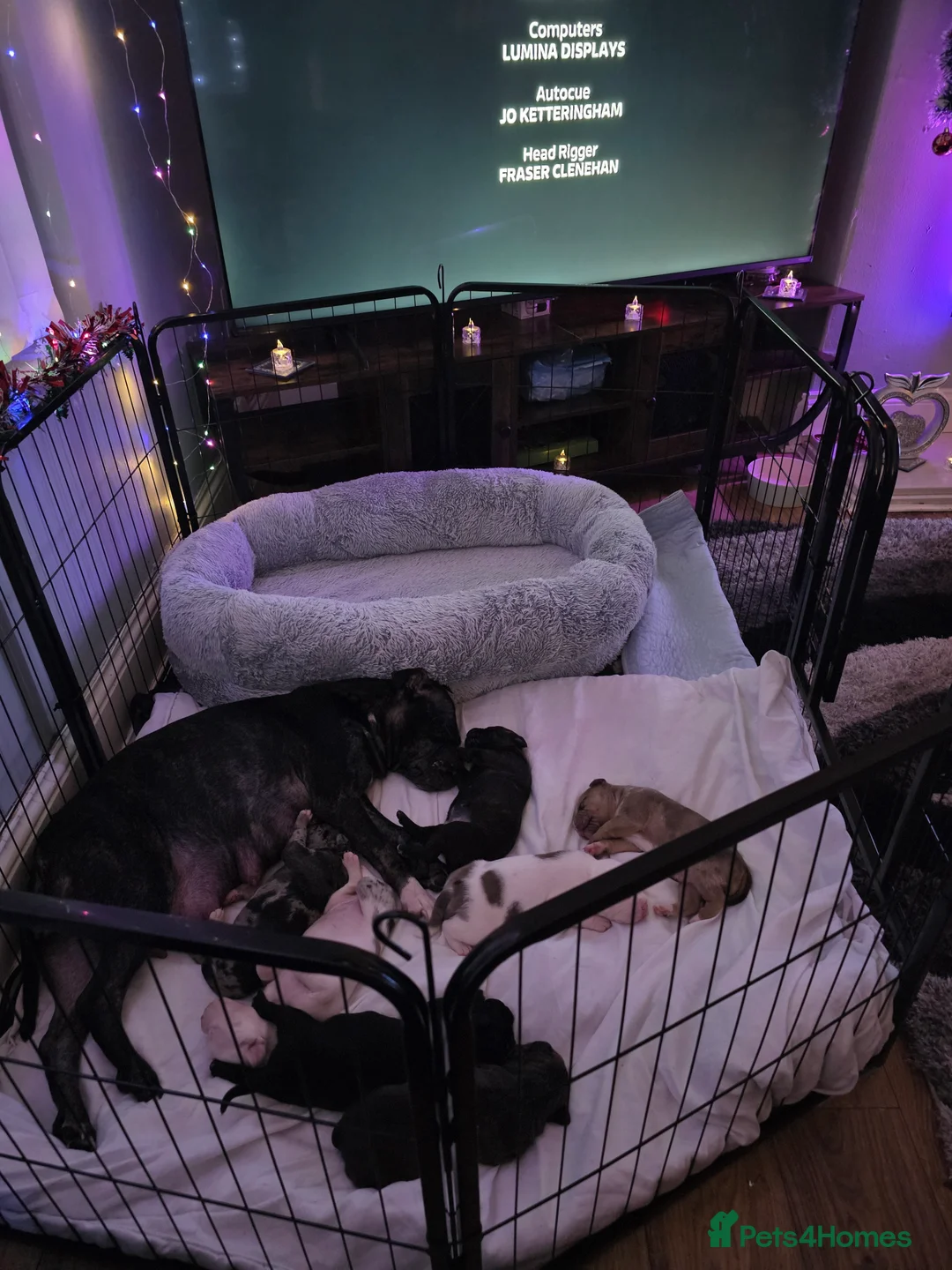 Mixed Breed dogs for sale: Female Staffy X Alapaha Blue Blood Bulldog Pups - Advert 21