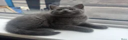 British Shorthair cats for sale:     British Shorthair Kittens – 3 Beautiful Girls - Advert 20