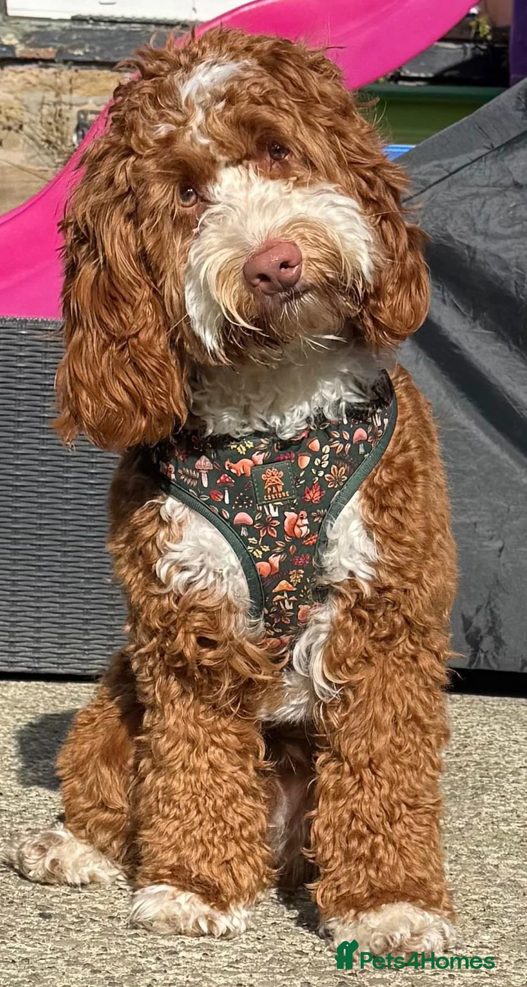 Cockapoo dogs for sale: F1 mini cockapoo 7 month 🩵30 dna health tested  - Advert 4