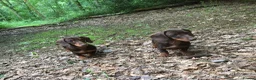 Mixed Breed dogs for sale: Norfolk x mini Dachs puppies - Advert 12
