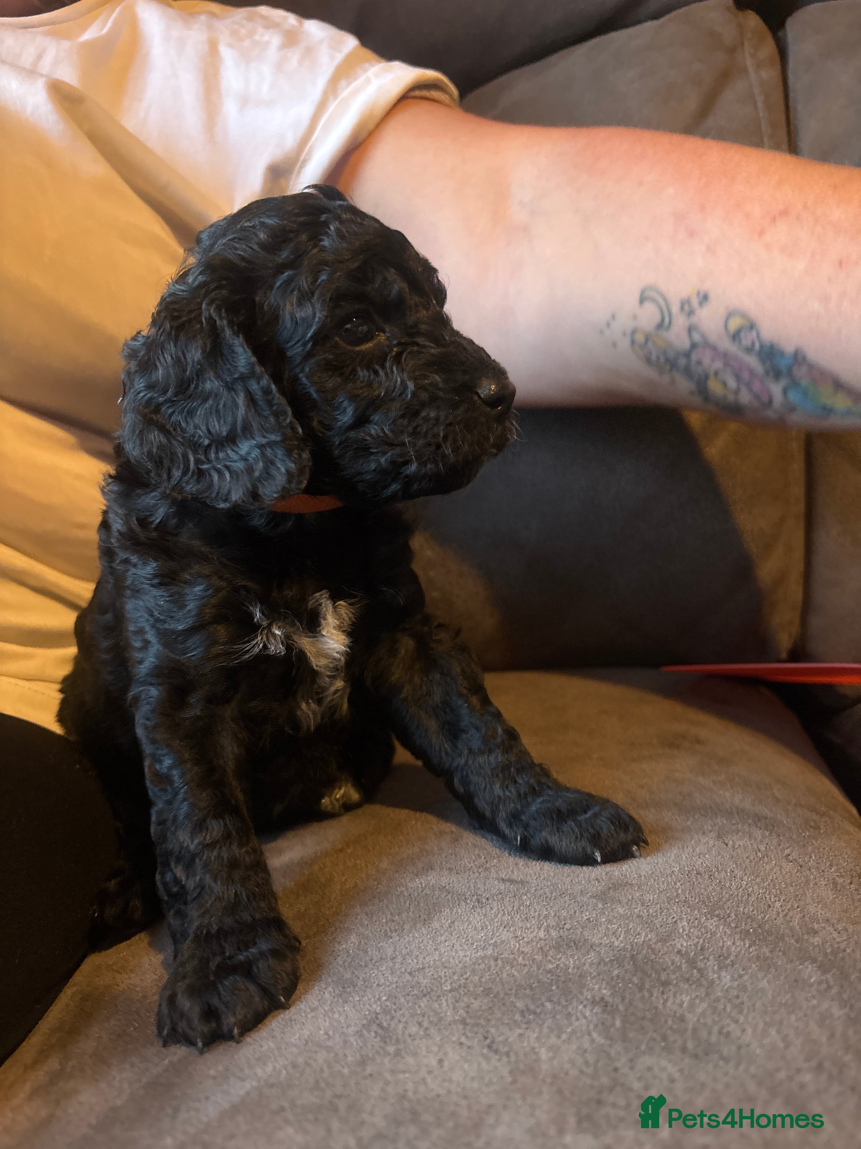 Cockapoo dogs Mr Rodney Murphy  - Advert 2