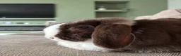 Netherland Dwarf rabbits for sale: Autumn and buttercup  - Advert 12