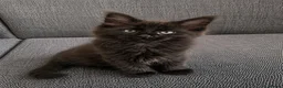 Maine Coon cats for sale: Maine coon kitten - Advert 7