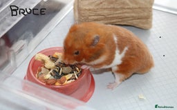 Hamster rodents for sale: Syrian Hamsters - various ages and cage - Image 6