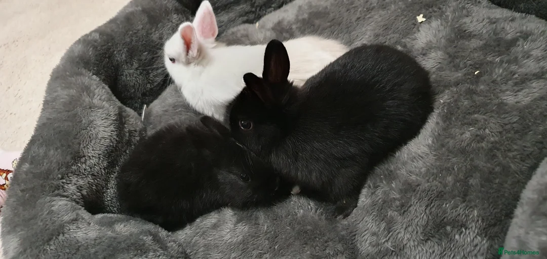 Mixed Breed rabbits for sale: Northandwaf  - Advert 6
