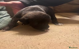 Mixed Breed dogs for sale: Whippet cross lurcher poodle puppies  - Advert 8