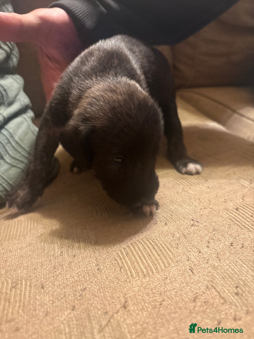 Mixed Breed dogs for sale: Whippet cross lurcher poodle puppies  - Advert 8